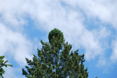 Pseudotsuga menziesii - douglaska tisolistá s čarověníkem